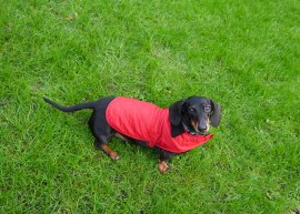 Shade of Red Blog_London_dachshund (12)